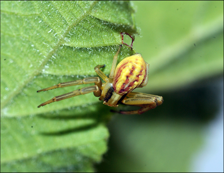 Runcinia grammica